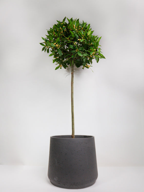 Bay Tree & Australian Daisy